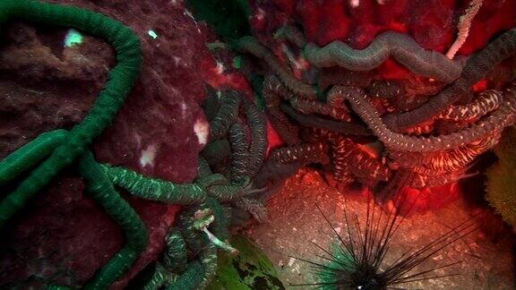 海洋蠕虫比如寄生虫在加拉帕戈斯群岛的海床和水下