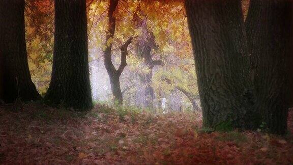 秋天的橡树林
