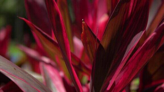 一个美丽的红色热带花的特写视图微距镜头景深阳光明媚的日子里维埃拉玛雅墨西哥
