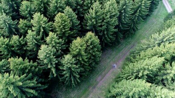 空中松树林