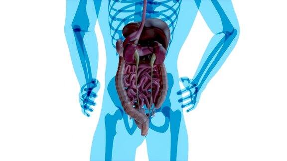 4K肠道解剖概念