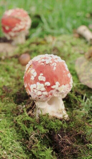 一种红蝇木耳苔藓中的蘑菇特写向前移动垂直视频