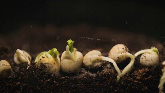 豌豆种子在黑暗的土壤中萌发