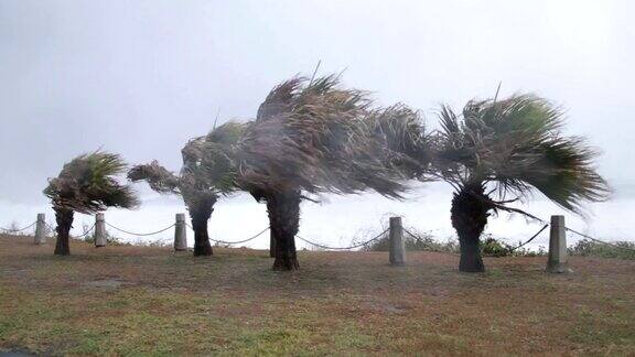 2015年8月台风苏瑞铎期间棕榈树在台风风中摇曳
