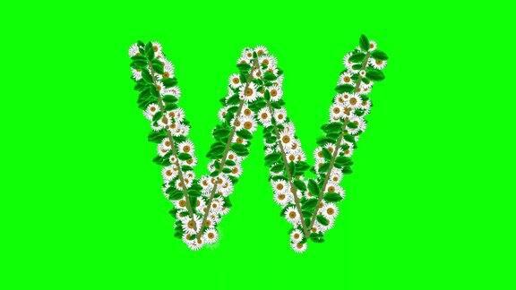 英文字母W绿色屏幕背景上有雏菊花