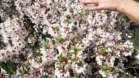 女性的手正在抚摸着樱花盛开的树枝