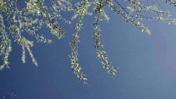 悬挂在白柳上以天空为背景