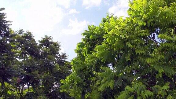 越南阳光灿烂的日子里老树随风摇摆