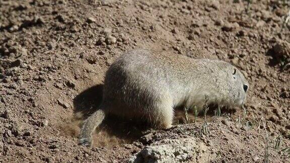 高清视频怀俄明州地松鼠阿拉帕霍国家野生动物保护区科罗拉多