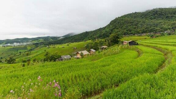 泰国北部清迈省PaBongPiang梯田的水稻梯田与雨和风暴云在水稻梯田和山上