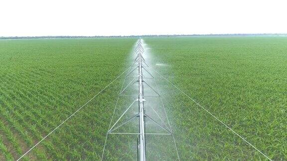 4k鸟瞰图用洒水车浇灌玉米田自动灌溉系统干旱时期植物的灌溉