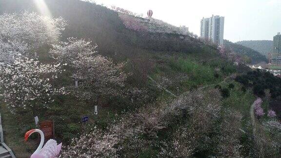 湖南省长沙市玉湖公园美丽的樱花航拍