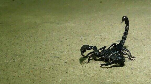 黑蝎子在地上移动4K