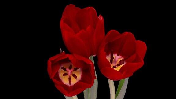 美丽的红色郁金香花背景盛开的郁金香花开放时间流逝特写婚礼背景情人节概念黑色背景上的花束特写