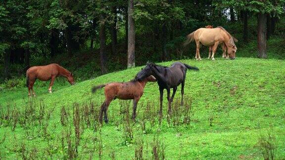 五龙国家公园一群马在绿色的牧场上