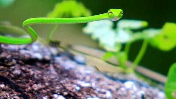 绿色的树蛇