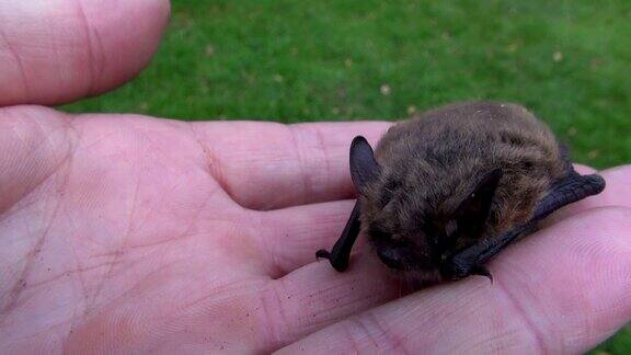 人手上的蝙蝠Nathusiuspipistrelle(Pipistrellusnathusii)