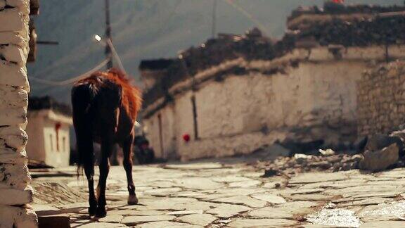 尼泊尔野马区一个偏远村庄的街道上