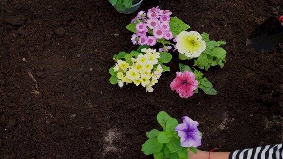 孩子正在花园里种花有选择性的重点
