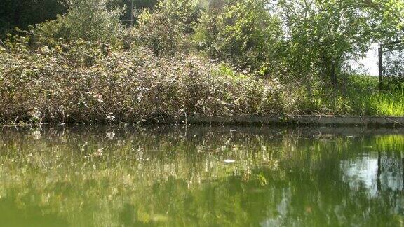 大自然中间的池塘里泛起的涟漪