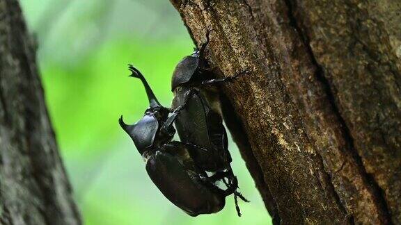 甲虫求偶行为