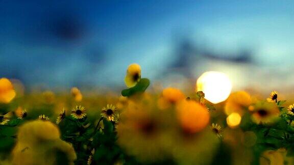 向日葵种植园映衬着美丽的夕阳旅行相机