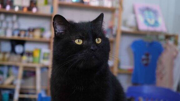 一个残忍的胖黑猫的肖像特写
