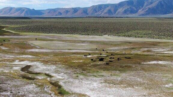 鸟瞰图的牛群在绿色草地与山的背景
