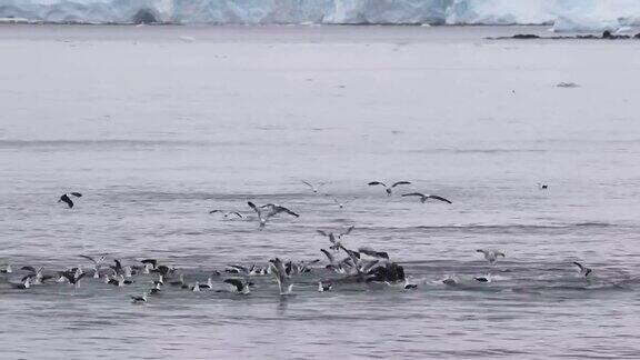 鲸鱼在南极洲觅食