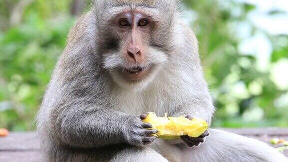 印度尼西亚巴厘岛乌布神圣猴林中的猴子一家