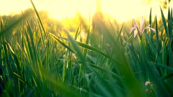草与日落