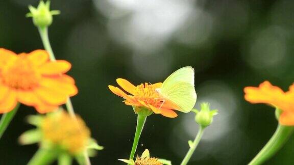 蝴蝶吃花蜜