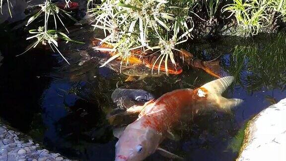 塘中有鲤鱼塘中有大鱼塘中有观赏性装饰亮丽的鱼漂浮在池塘里