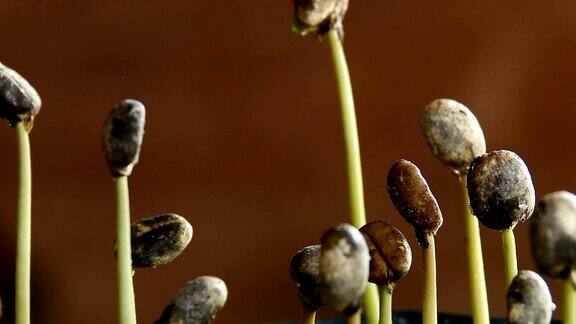 种植咖啡苗种植咖啡豆