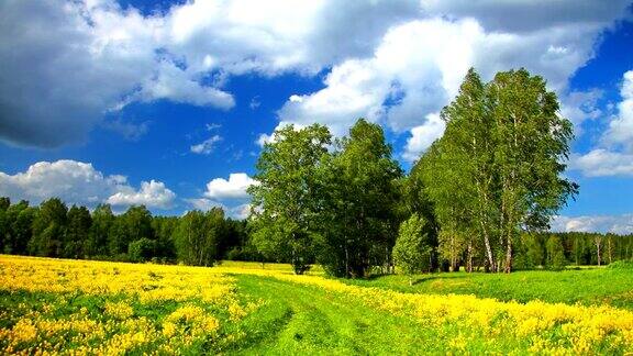 田野上盛开着黄色花朵的夏日风景