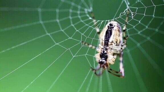 蜘蛛网里的蜘蛛宏