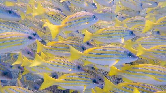 在热带珊瑚礁上游泳的常见蓝鲷鱼群