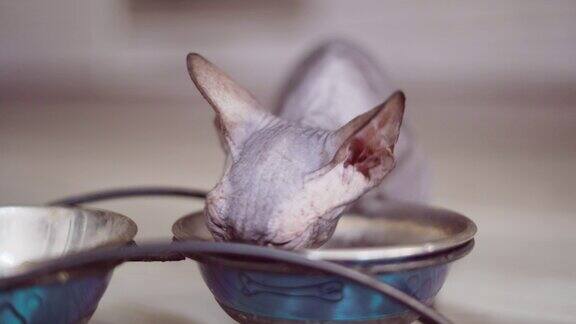 有耳的光头斯芬克斯猫在碗里吃食物