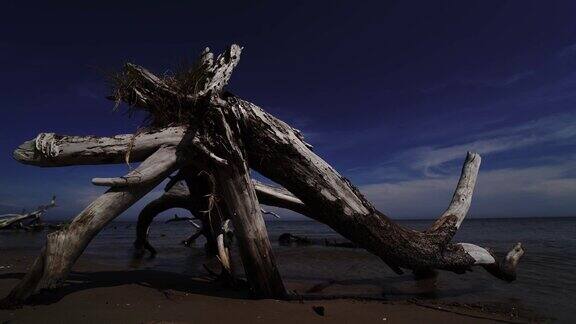 拉脱维亚波罗的海科尔卡角海滩上的枯死松树