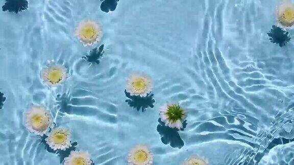白色的菊花在水面和波浪在蓝色背景阳光和阴影纯蓝色的水与反射阳光和阴影慢动作情人节