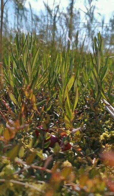 沼泽中绿色的植被映衬着天空