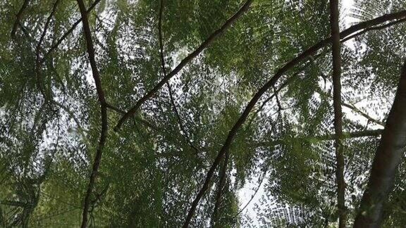 公园里的绿色树枝在平静的风中摇曳