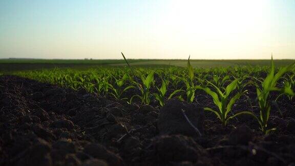 近距离观察绿色的玉米幼苗夕阳下年轻的玉米地新鲜的绿色玉米芽