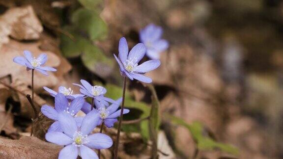 河岸边的紫苔花春天的花儿在河边的草地上盛开紫罗兰银莲花或肝叶