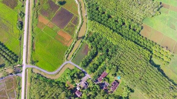 空中的绿色稻田景观
