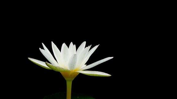 白色的莲花和睡莲盛开在黑色的背景