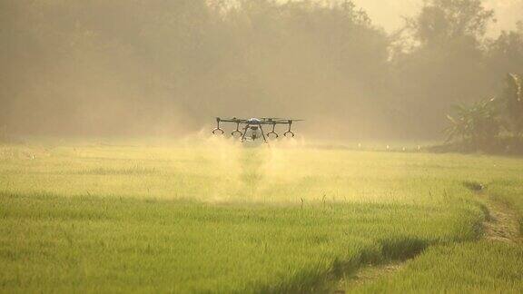 农业无人机飞向稻田喷洒肥料