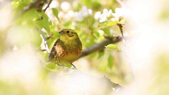 黄莺在开花的树上唱着春天的歌