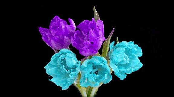 美丽的蓝色和紫色郁金香花的背景美丽的花束蓝色和紫色郁金香在黑色的背景春天母亲节节日爱生日复活节