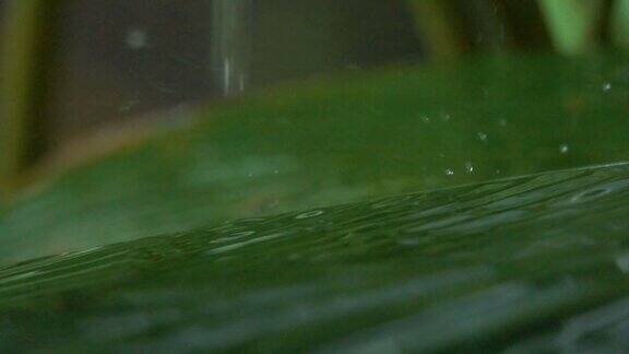 宏观图:夏季阵雨期间雨滴在植物叶子上飞溅的细节